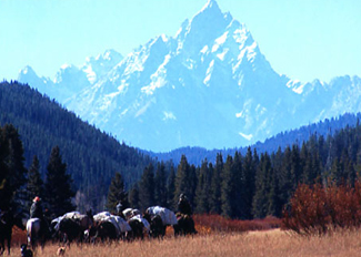 grand teton horse pack trips