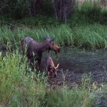 Grand Teton & Yellowstone Horse Pack Trips