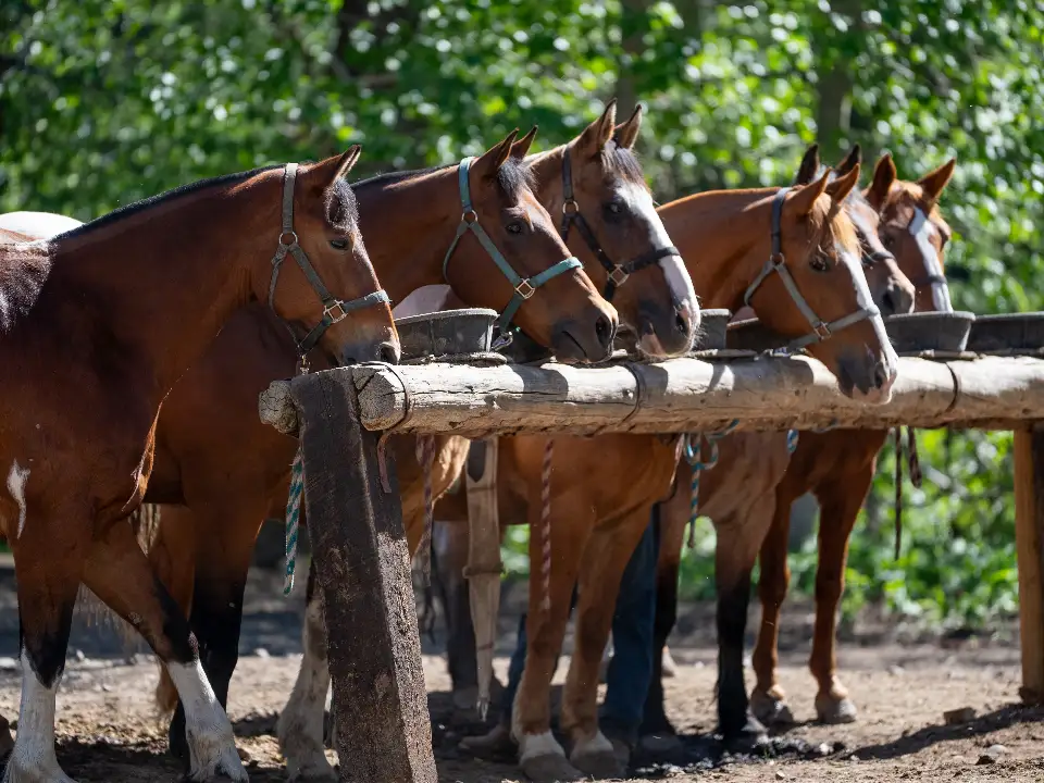 jackson hole horse